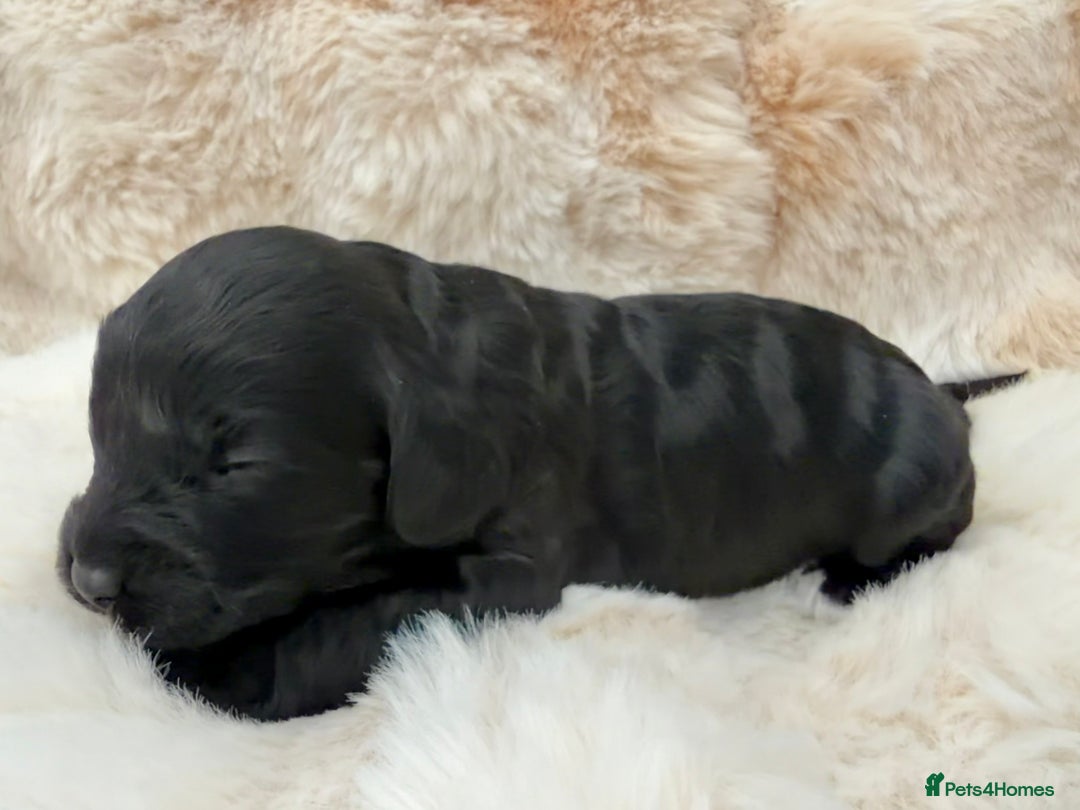 Cavapoo dogs for sale: 🐶 Beautiful Cavapoo Puppies – Ready 3rd March - Advert 15