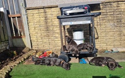 American Bull Staffy dogs for sale: 3GIRLS £600 American Staffordshire Terrier Puppies - Image 5