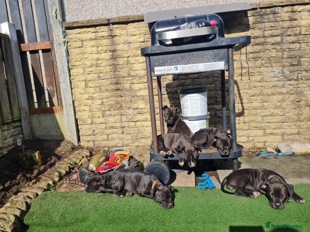 American Bull Staffy dogs for sale: 3GIRLS £600 American Staffordshire Terrier Puppies - Image 5