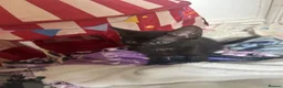 Mixed Breed cats for sale: 4 beautiful playful kittens for sale  - Advert 9