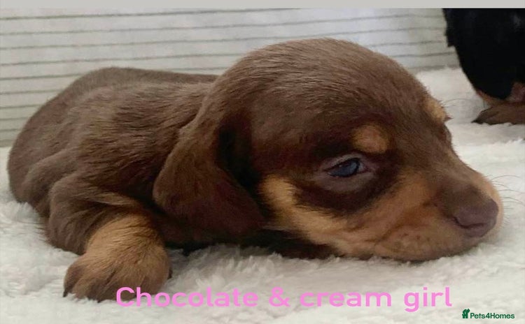 Miniature Dachshund dogs - Advert 1
