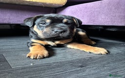 Mixed Breed dogs for sale: Staffy cross German shepherd/Shar-pei  - Image 2