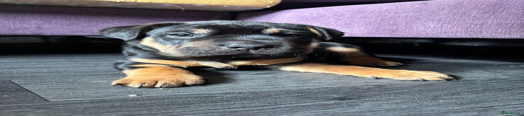 Mixed Breed Puppy 1