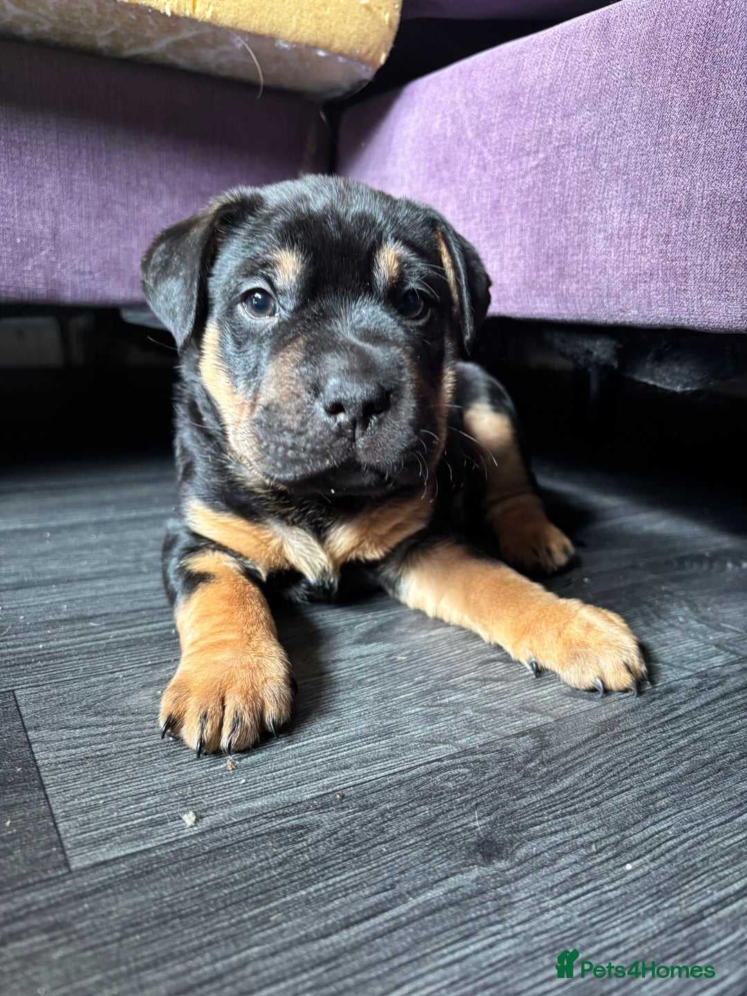 Mixed Breed dogs for sale: Staffy cross German shepherd/Shar-pei  - Image 2