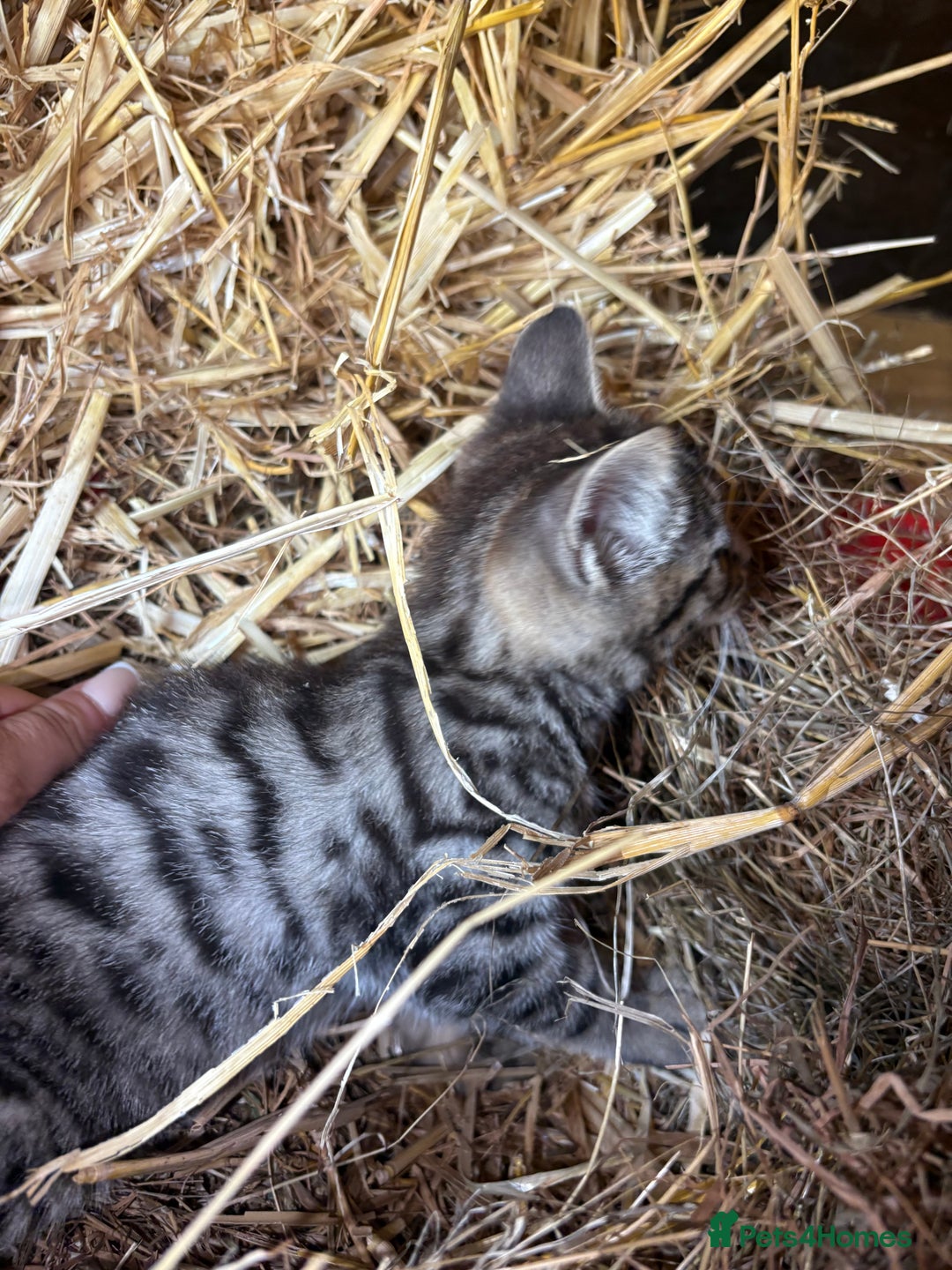 Bengal cats for sale: Beautiful farm reared bengals  - Image 7