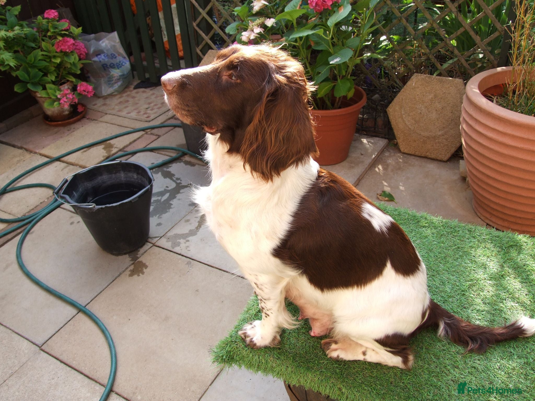 English Springer Spaniel dogs A Lovely Litter of English Springer Spaniels - Advert 1