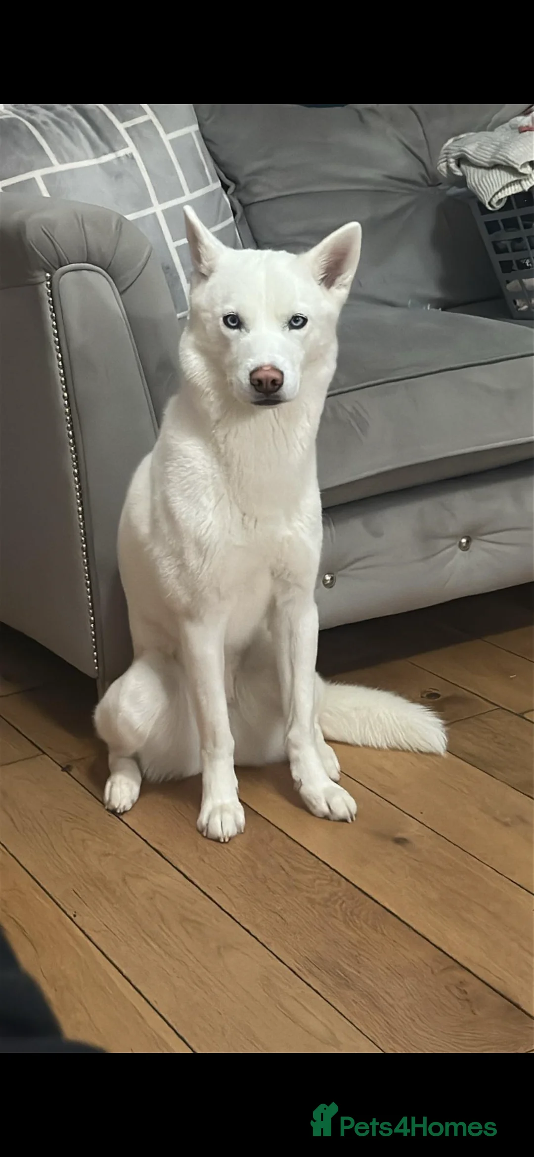 Siberian Husky dogs for sale: KC registered Siberian husky - Advert 2