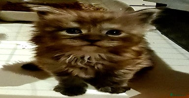 Maine Coon cats - Advert 15