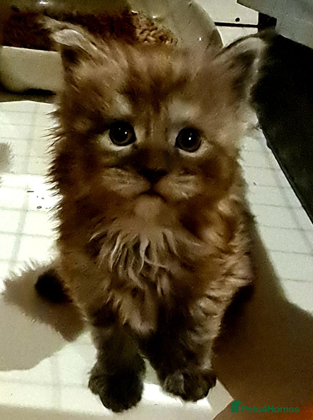 Maine Coon cats for sale: Full Pedigree Mainecoons available  - Image 2