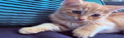Mixed Breed cats for sale: READY NOW Bengal x kittens  - Advert 6