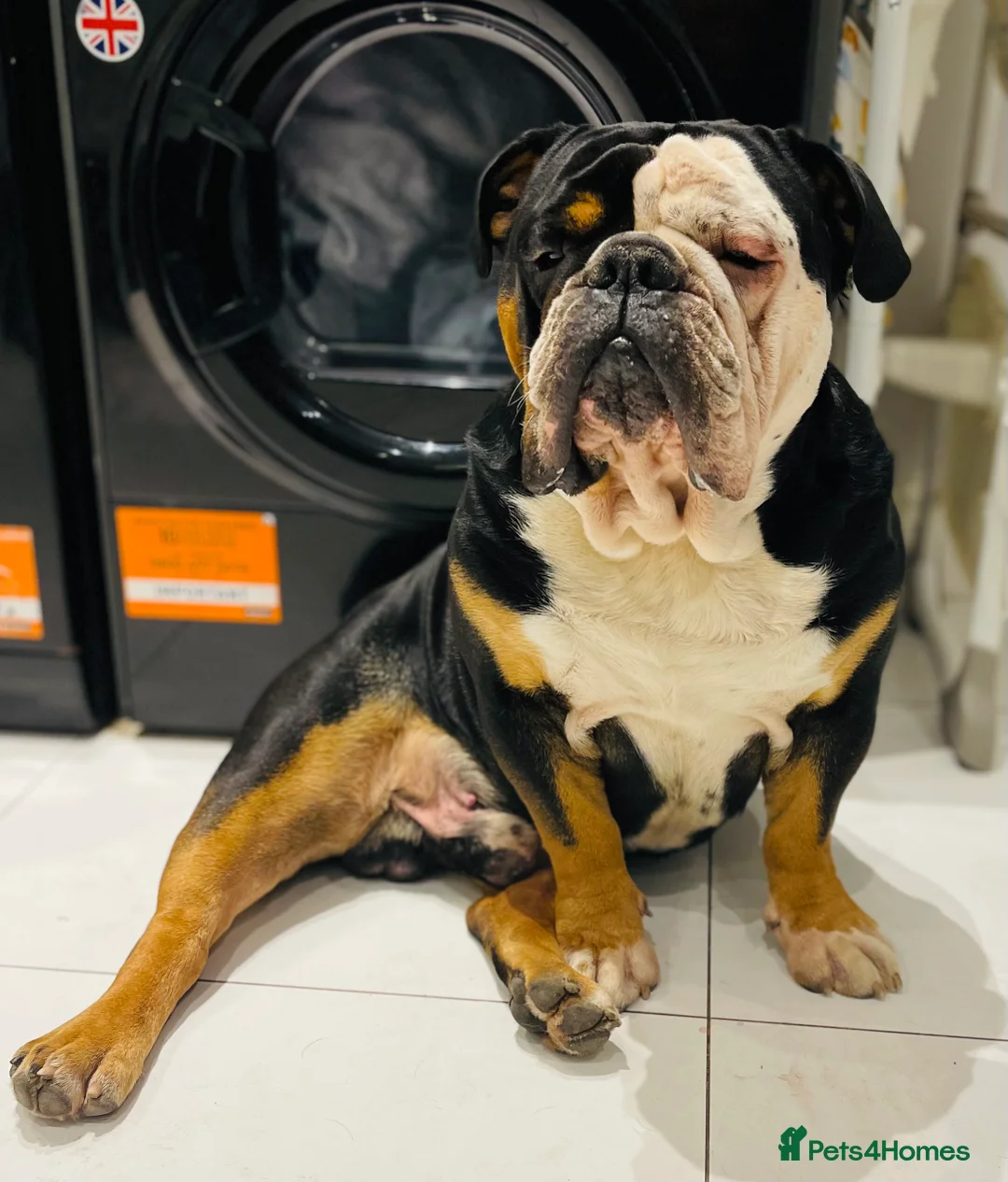 English Bulldog dogs for sale: Alfie English Bulldog  - Advert 10