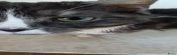 Domestic Shorthair cats for sale: Female 5 year old cat looking for loving home - Advert 3