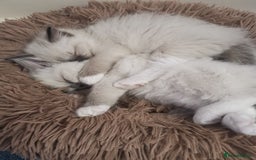 Ragdoll cats for sale: Beautiful Ragdoll Kittens - Image 20