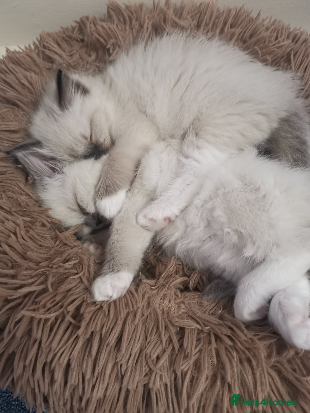 Ragdoll cats for sale: Beautiful Ragdoll Kittens - Image 20