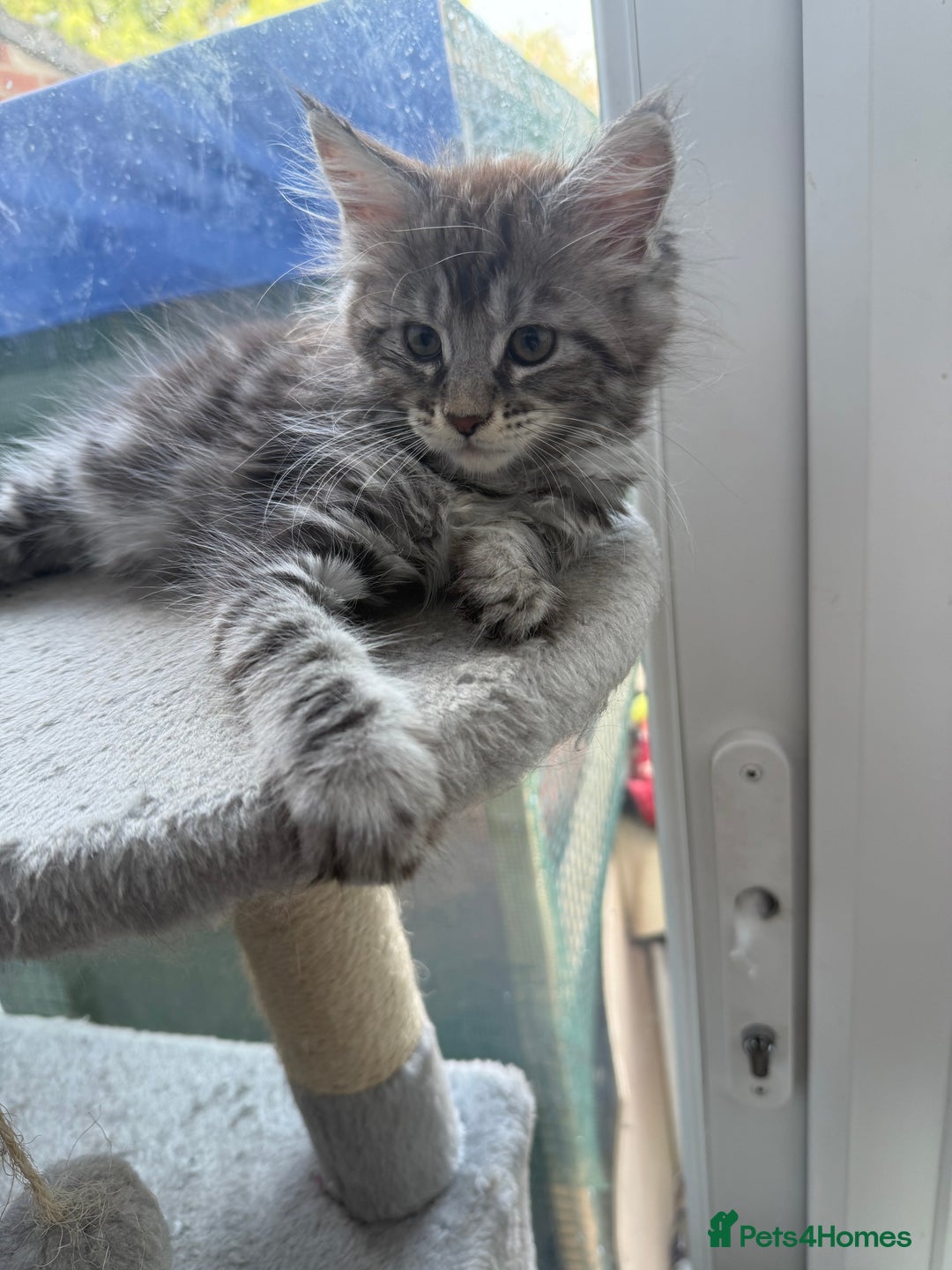 Maine Coon cats for sale: Maine Coon Kittens in Greenford - Image 6