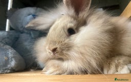 Mini Lion Lop rabbits for sale: Lovely litter of mini lion lop rabbits for sale  - Image 1