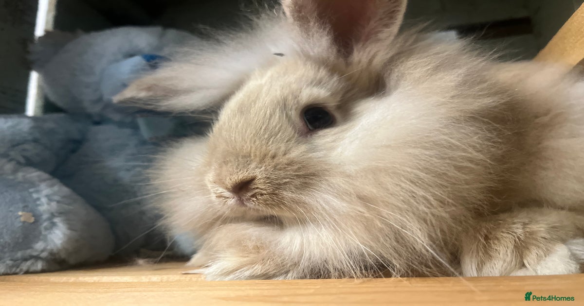 Lovely litter of mini lion lop rabbits for sale for sale in
