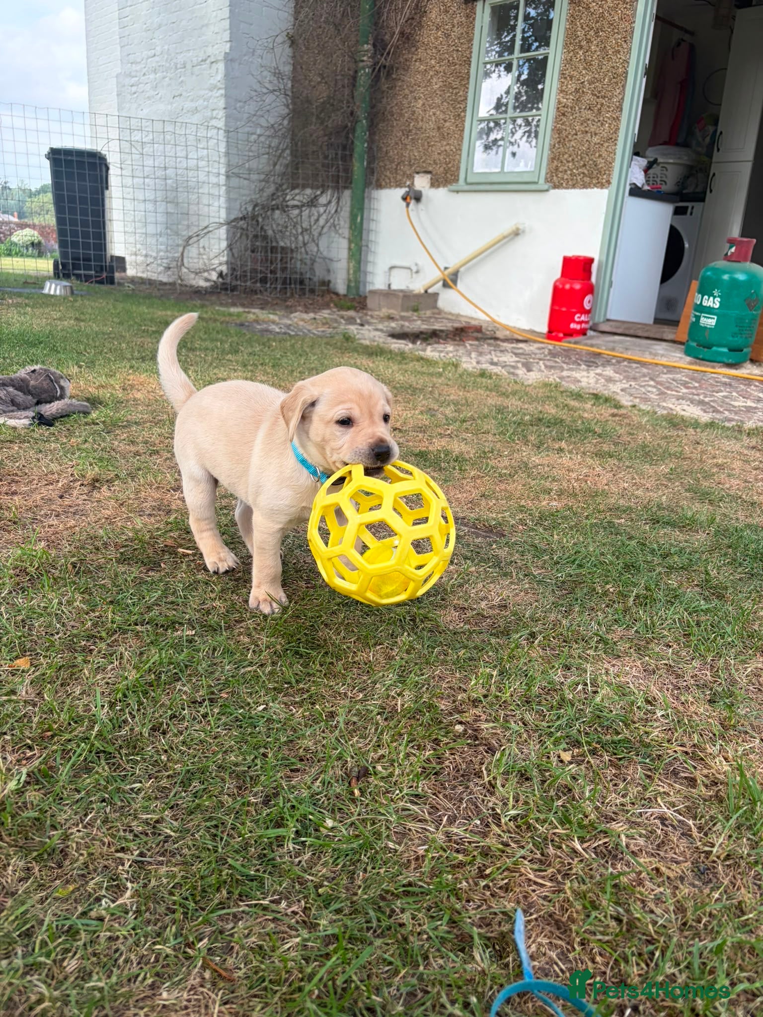 Labrador Retriever dogs for sale: Beautiful litter of Labrador puppies  - Advert 6