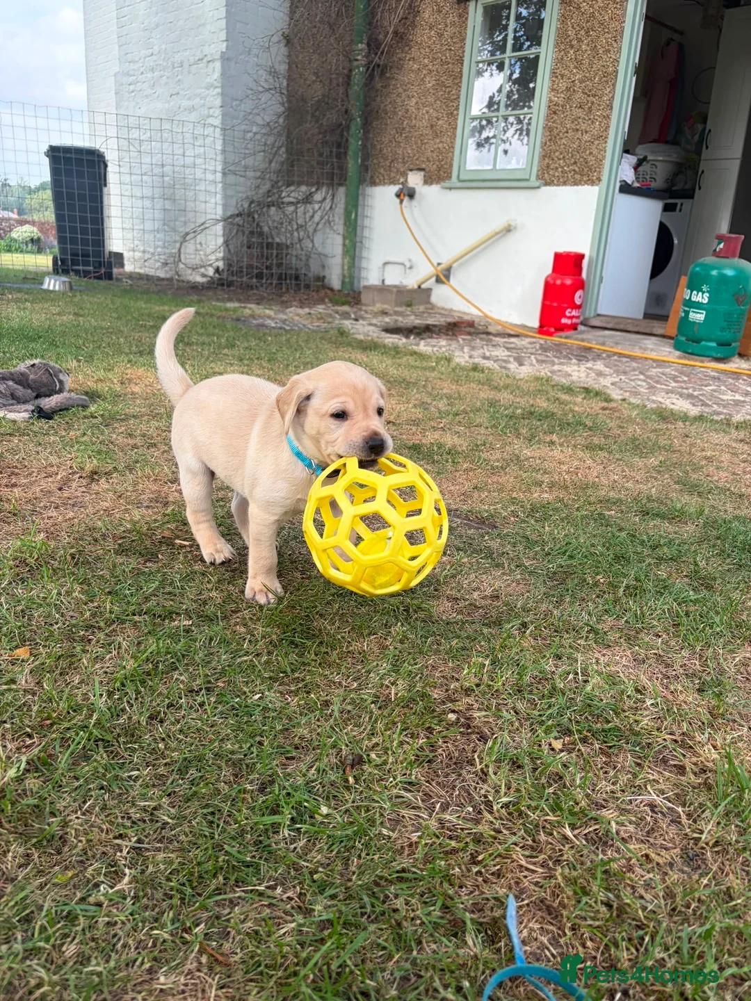 Labrador Retriever dogs for sale: 1 boy available  - Advert 1