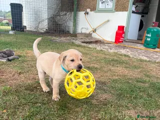 Labrador Retriever dogs Ready to leave - Advert 1
