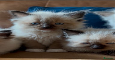 Ragdoll cats - Advert 3