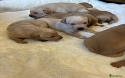 Labrador Retriever dogs for sale: KC REGISTERED DNA TESTED LABRADOR PUPPIES - Image 3