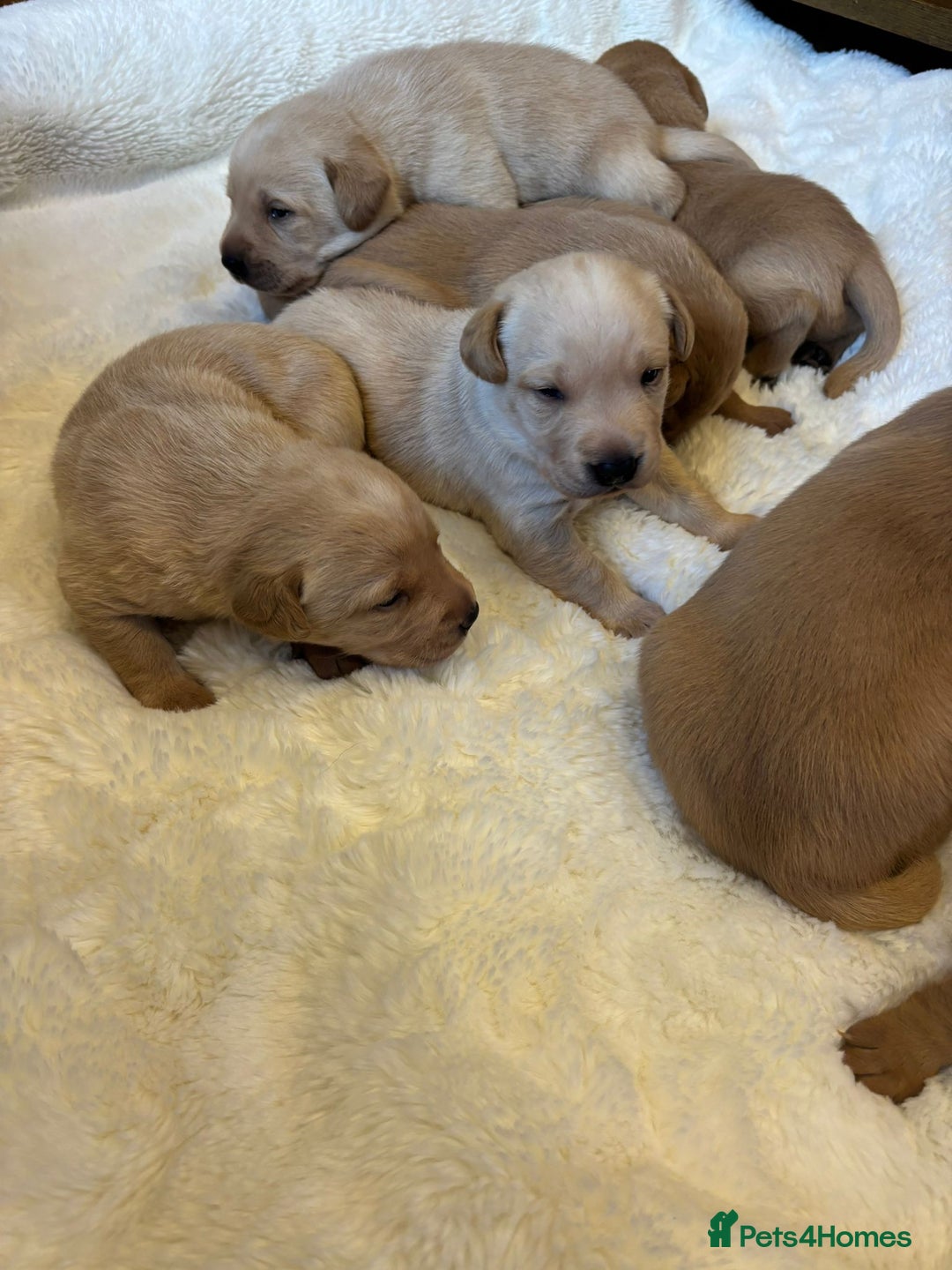 Labrador Retriever dogs for sale: KC REGISTERED DNA TESTED LABRADOR PUPPIES - Image 3