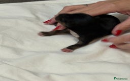 Mixed Breed dogs for sale: jackhuahua Pups - Image 21