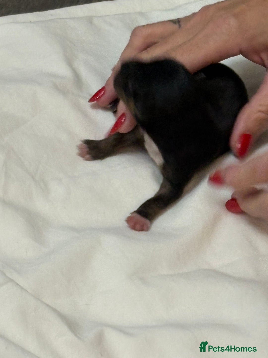 Mixed Breed dogs for sale: jackhuahua Pups - Image 21