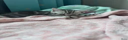 Mixed Breed cats for sale: Little kittens - Advert 2