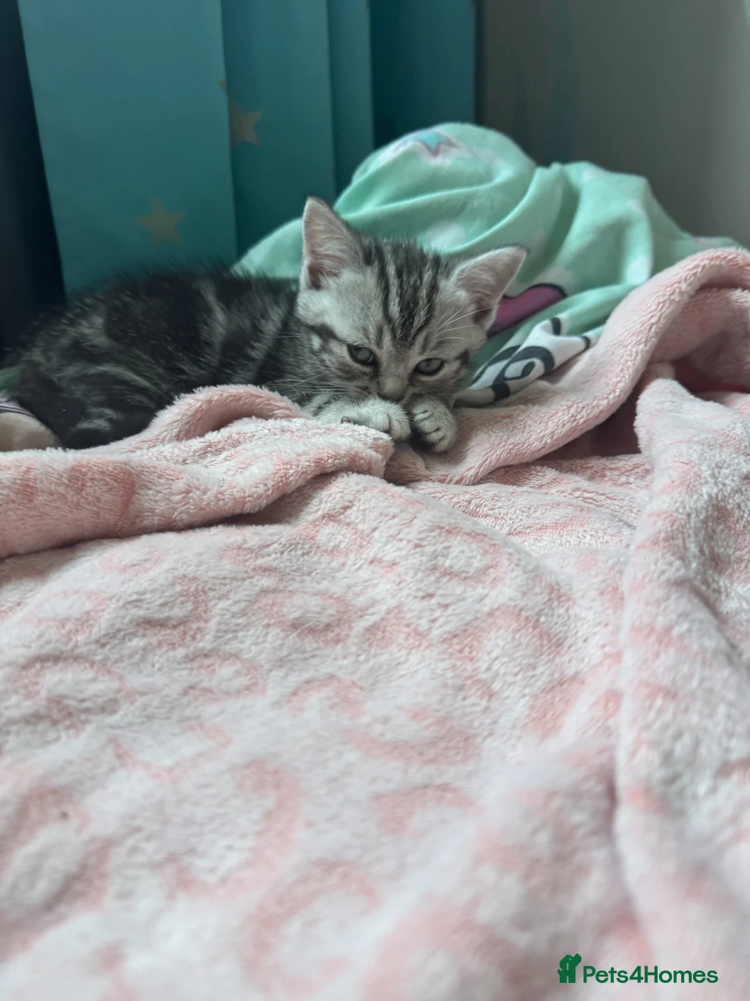 Mixed Breed cats for sale: Little kittens - Advert 2