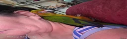 Conures birds for sale: Silly Tame hand reared Male Sun Conure with cage - Advert 14