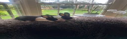 Netherland Dwarf rabbits for sale: Pure Bred Netherlands Dwarf and a Pair of Dutch! in York - Advert 2