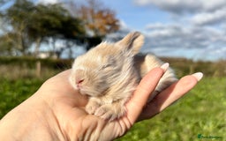Angora rabbits for sale: Fully Vaccinated Pedigree English Angoras  - Image 15