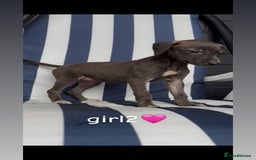 Lurcher dogs for sale: Beddlington whippet saluki greyhound  - Image 6