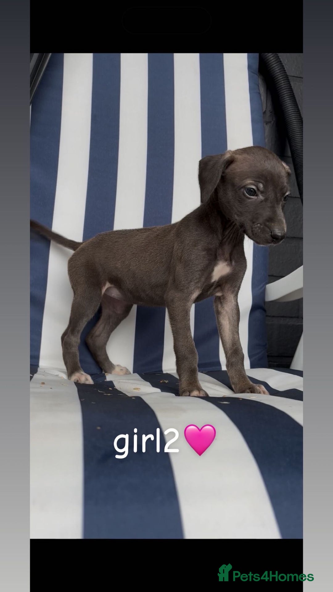 Lurcher dogs for sale: Beddlington whippet saluki greyhound  - Image 6