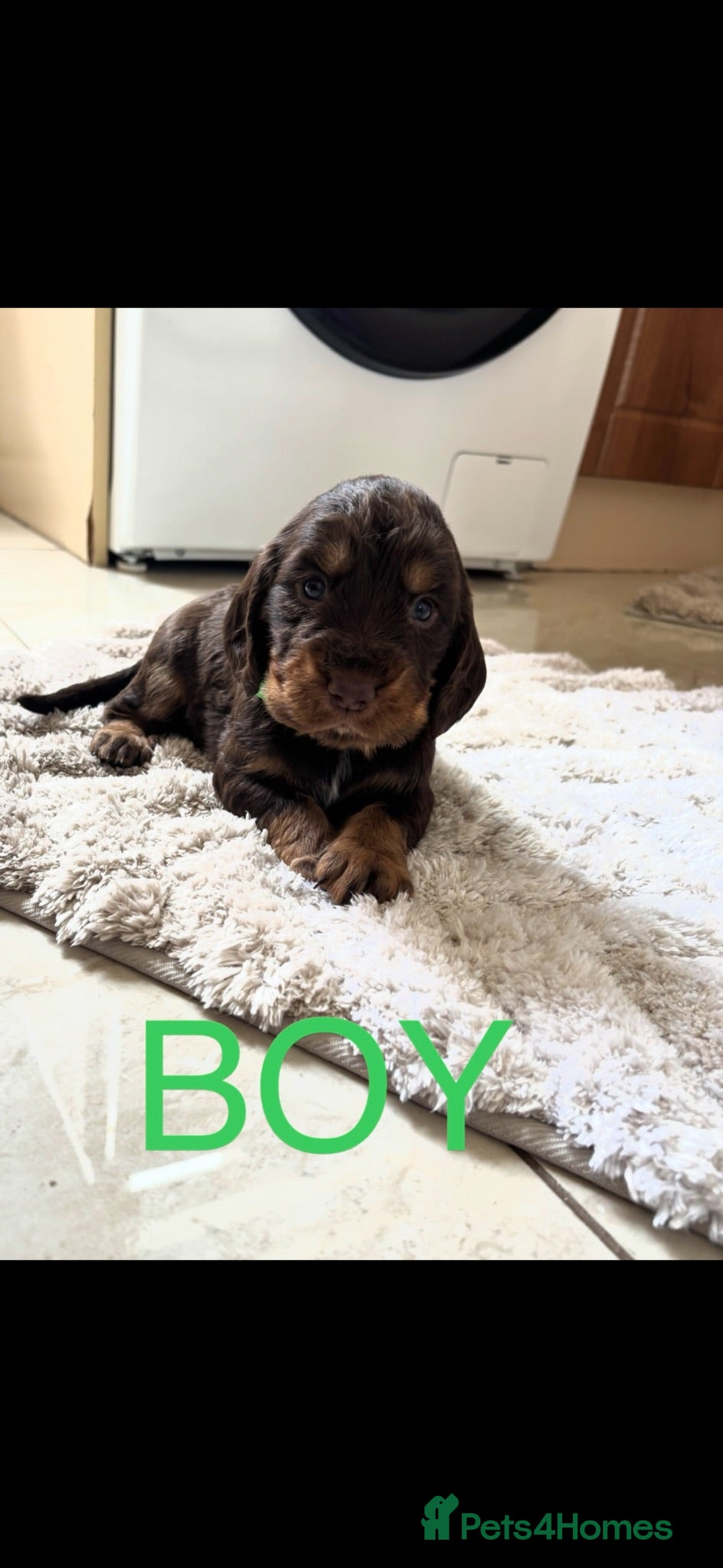 Cocker Spaniel dogs Working Cocker spaniel puppies for sale - Advert 12