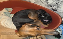 Mixed Breed dogs for sale: Adorable Black Lab Mix - Image 4