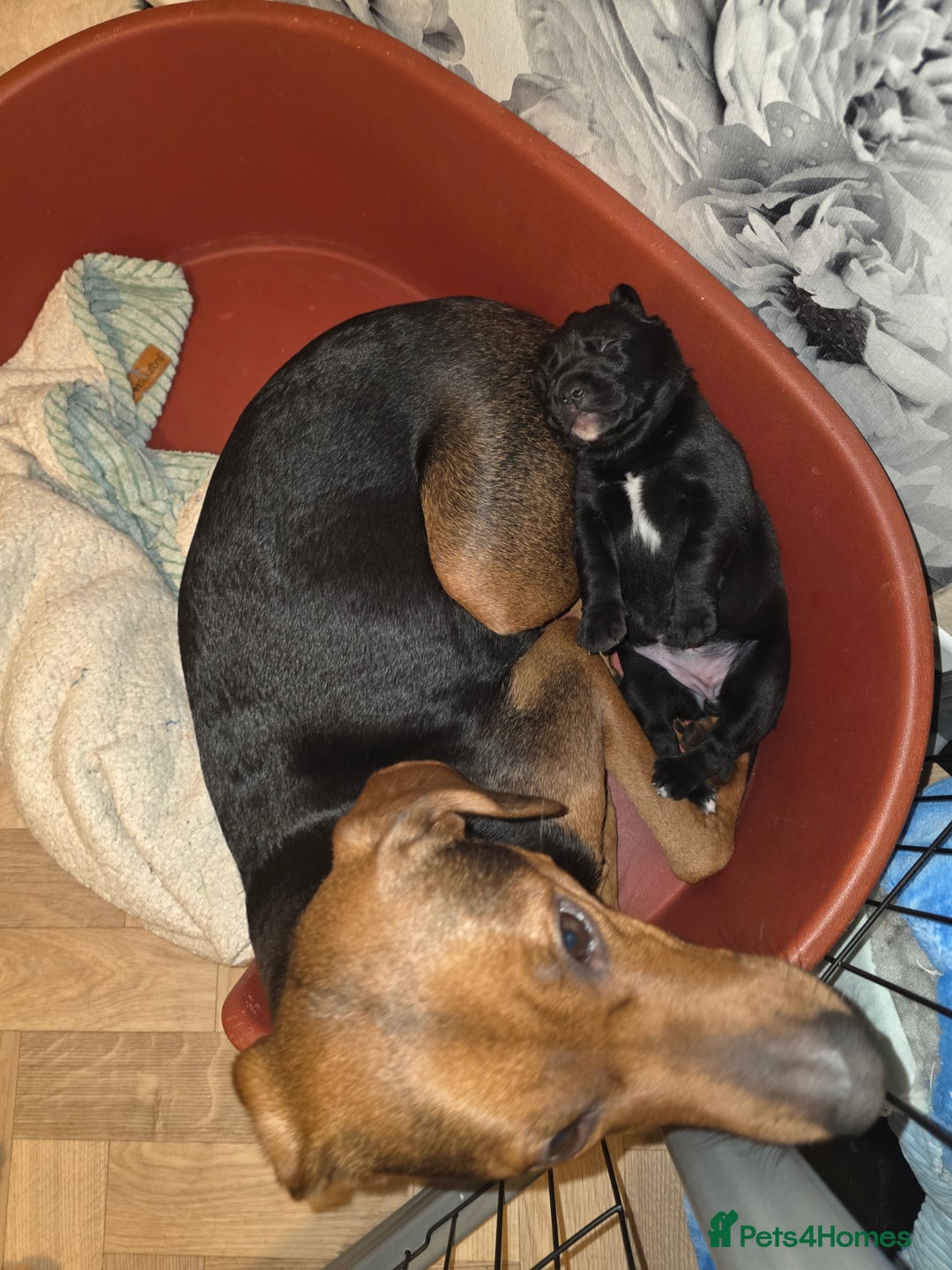 Mixed Breed dogs for sale: Adorable Black Lab Mix - Image 4