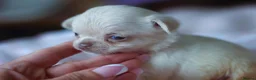 Chihuahua dogs for sale: Extremely Small Lilac and tan chihuahua girl  - Advert 3