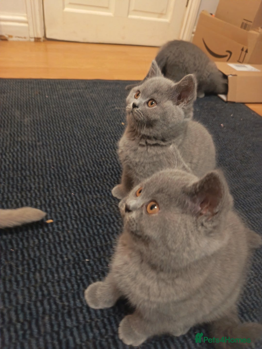 British Shorthair cats for sale: 🐾 British Shorthair Blue – 2 Girls – Ready Now 🐾 - Advert 10