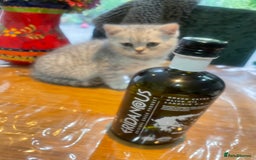 British Shorthair cats for sale: Fabulous, playful and healthy BSH kittens, rare - Image 24