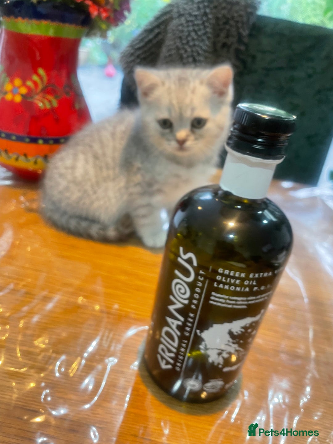 British Shorthair cats for sale: Fabulous, playful and healthy BSH kittens, rare - Image 24