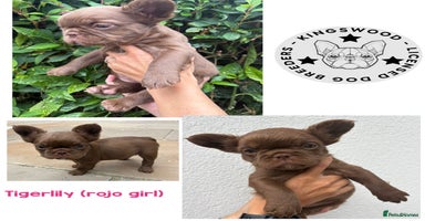French Bulldog dogs - Advert 4