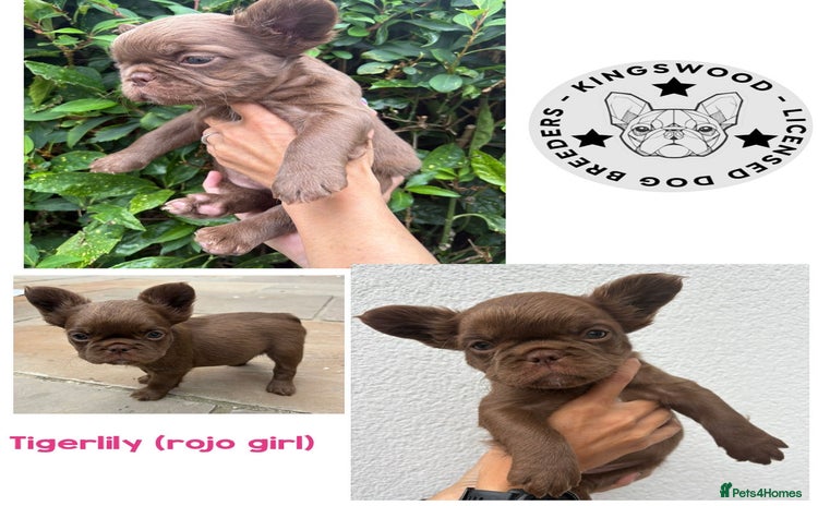French Bulldog dogs - Advert 4
