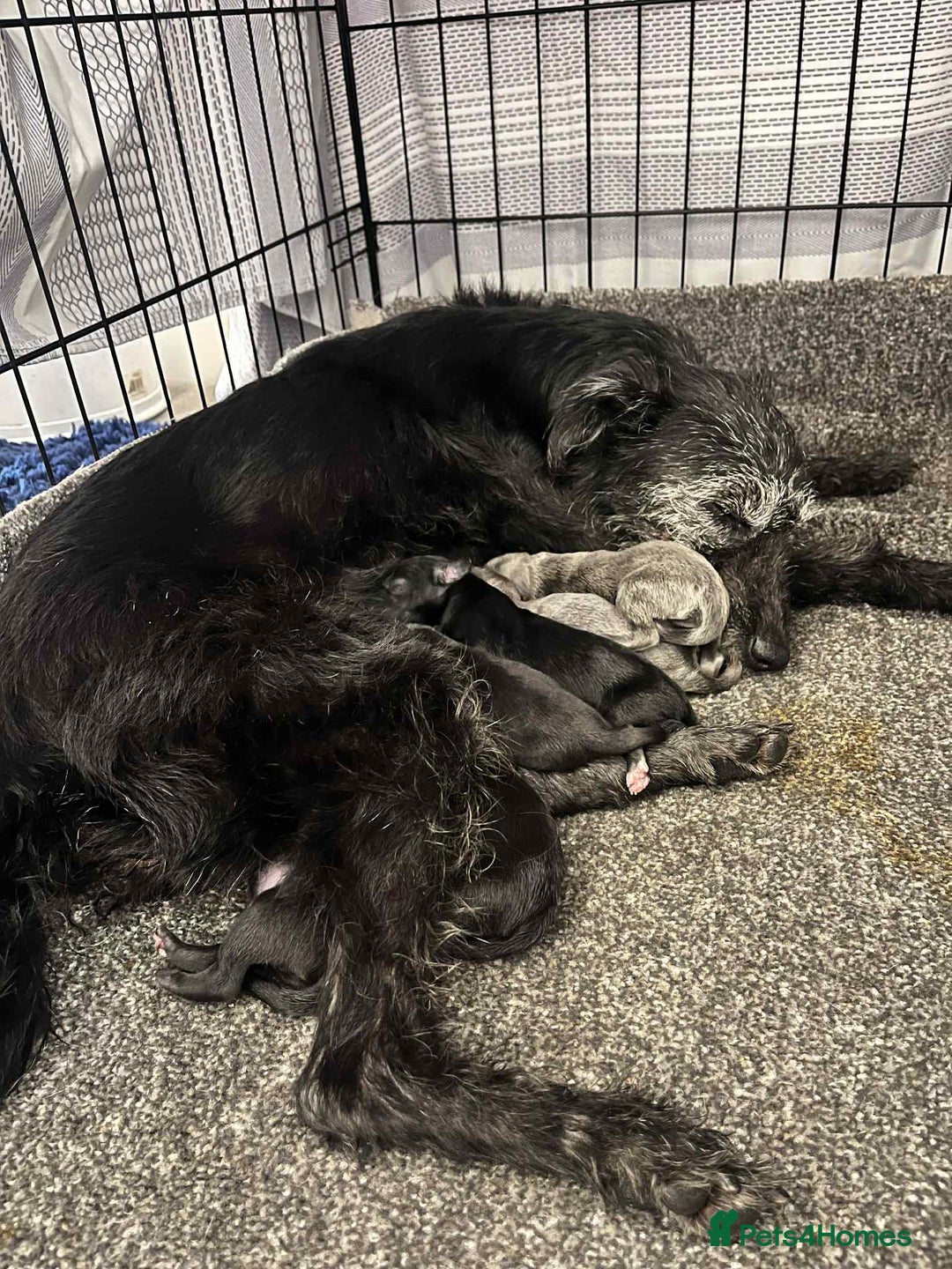Bedlington Terrier dogs for sale: Bedlington Whippet Puppies - Image 8