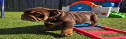 English Bulldog dogs for sale: Litter of bulldogs  - Advert 23