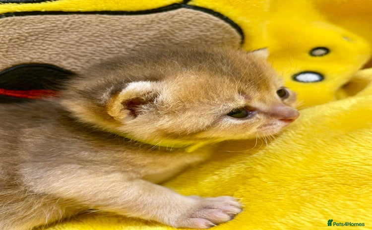 British Shorthair cats Chunky British shorthair  - Advert 5