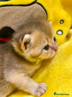 British Shorthair cats Chunky British shorthair - Advert 4