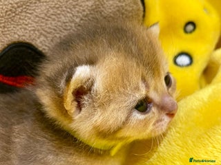 British Shorthair cats Chunky British shorthair - Advert 6